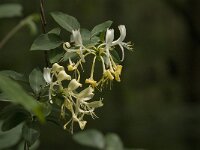 Lonicera periclymenum 15, Wilde kamperfoelie, Saxifraga-Jan van der Straaten