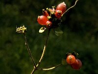 Lonicera periclymenum 16, Wilde kamperfoelie, Saxifraga-Jan van der Straaten