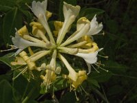 Lonicera periclymenum 17, Wilde kamperfoelie, Saxifraga-Jan van der Straaten