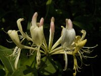 Lonicera periclymenum 19, Wilde kamperfoelie, Saxifraga-Jan van der Straaten