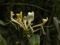 Lonicera periclymenum 2, Wilde kamperfoelie, Saxifraga-Jan van der Straaten