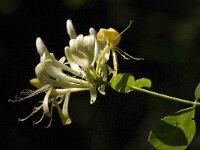 Lonicera periclymenum 20, Wilde kamperfoelie, Saxifraga-Jan van der Straaten