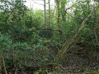 Lonicera periclymenum 22, Wilde kamperfoelie, Saxifraga-Hans Boll