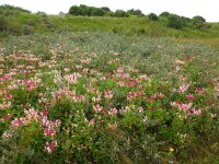 Lonicera periclymenum 23, Wilde kamperfoelie, Saxifraga-Ed Stikvoort