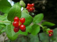 Lonicera periclymenum 24, Wilde kamperfoelie, Saxifraga-Ed Stikvoort