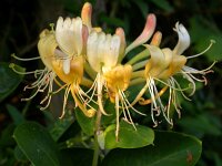 Lonicera periclymenum 25, Wilde kamperfoelie, Saxifraga-Ed Stikvoort