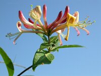 Lonicera periclymenum 27, Wilde kamperfoelie, Saxifraga-Ed Stikvoort