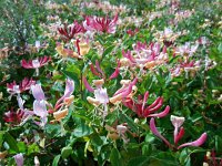 Lonicera periclymenum 28, Wilde kamperfoelie, Saxifraga-Ed Stikvoort