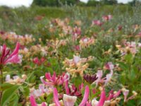 Lonicera periclymenum 29, Wilde kamperfoelie, Saxifraga-Ed Stikvoort