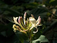 Lonicera periclymenum 3, Wilde kamperfoelie, Saxifraga-Jan van der Straaten