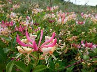 Lonicera periclymenum 30, Wilde kamperfoelie, Saxifraga-Ed Stikvoort