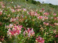 Lonicera periclymenum 31, Wilde kamperfoelie, Saxifraga-Ed Stikvoort