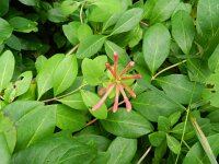 Lonicera periclymenum 32, Wilde kamperfoelie, Saxifraga-Rutger Barendse
