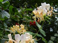 Lonicera periclymenum 33, Wilde kamperfoelie, Saxifraga-Rutger Barendse