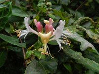 Lonicera periclymenum 34, Wilde kamperfoelie, Saxifraga-Rutger Barendse