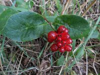 Lonicera periclymenum 36, Wilde kamperfoelie, Saxifraga-Rutger Barendse