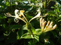 Lonicera periclymenum 37, Wilde kamperfoelie, Saxifraga-Rutger Barendse