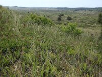 Lonicera periclymenum 38, Wilde kamperfoelie, Saxifraga-Hans Boll