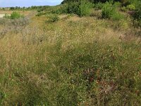 Lonicera periclymenum 39, Wilde kamperfoelie, Saxifraga-Hans Boll