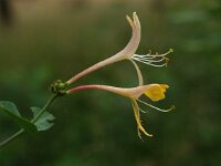 Lonicera periclymenum 4, Wilde kamperfoelie, Saxifraga-Hans Dekker