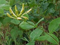 Lonicera periclymenum 42, Wilde kamperfoelie, Saxifraga-Ab H Baas