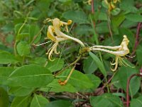 Lonicera periclymenum 43, Wilde kamperfoelie, Saxifraga-Ab H Baas