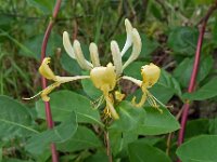 Lonicera periclymenum 44, Wilde kamperfoelie, Saxifraga-Ab H Baas