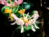 Lonicera periclymenum 46, Wilde kamperfoelie, Saxifraga-Bart Vastenhouw