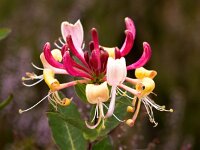 Lonicera periclymenum 47, Wilde kamperfoelie, Saxifraga-Bart Vastenhouw