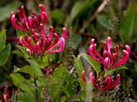 Lonicera periclymenum 48, Wilde kamperfoelie, Saxifraga-Bart Vastenhouw