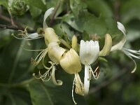 Lonicera periclymenum 49, Wilde kamperfoelie, Saxifraga-Willem van Kruijsbergen