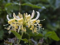 Lonicera periclymenum 54, Wilde kamperfoelie, Saxifraga-Jan Nijendijk