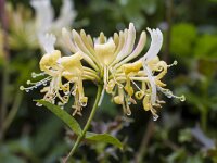 Lonicera periclymenum 55, Wilde kamperfoelie, Saxifraga-Jan Nijendijk