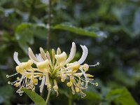 Lonicera periclymenum 56, Wilde kamperfoelie, Saxifraga-Jan Nijendijk