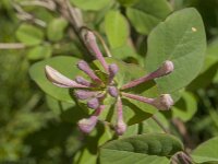 Lonicera periclymenum 59, Wilde kamperfoelie, Saxifraga-Jan van der Straaten