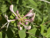 Lonicera periclymenum 60, Wilde kamperfoelie, Saxifraga-Jan van der Straaten