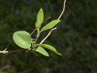 Lonicera periclymenum 62, Wilde kamperfoelie, Saxifraga-Jan van der Straaten