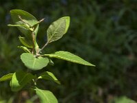 Lonicera periclymenum 63, Wilde kamperfoelie, Saxifraga-Jan van der Straaten