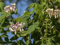 Lonicera periclymenum 65, Wilde kamperfoelie, Saxifraga-Jan van der Straaten