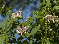Lonicera periclymenum 66, Wilde kamperfoelie, Saxifraga-Jan van der Straaten