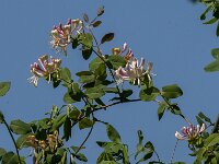 Lonicera periclymenum 67, Wilde kamperfoelie, Saxifraga-Jan van der Straaten