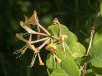 Lonicera periclymenum 69, Wilde kamperfoelie, Saxifraga-Jan van der Straaten