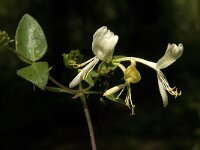 Lonicera periclymenum 7, Wilde kamperfoelie, Saxifraga-Jan van der Straaten