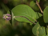 Lonicera periclymenum 70, Wilde kamperfoelie, Saxifraga-Jan van der Straaten