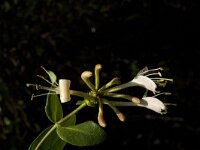 Lonicera periclymenum 8, Wilde kamperfoelie, Saxifraga- Jan van der Straaten