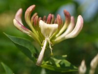 Lonicera periclymenum 9, Wilde kamperfoelie, Saxifraga-Rudmer Zwerver