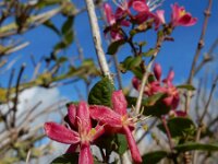 Lonicera tatarica 2, Tartaarse kamperfoelie, Saxifraga-Ed Stikvoort