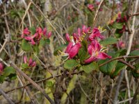 Lonicera tatarica 5, Tartaarse kamperfoelie, Saxifraga-Ed Stikvoort