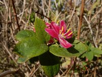 Lonicera tatarica 7, Tartaarse kamperfoelie, Saxifraga-Ed Stikvoort