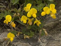 Lotus alpinus 3, Saxifraga-Willem van Kruijsbergen
